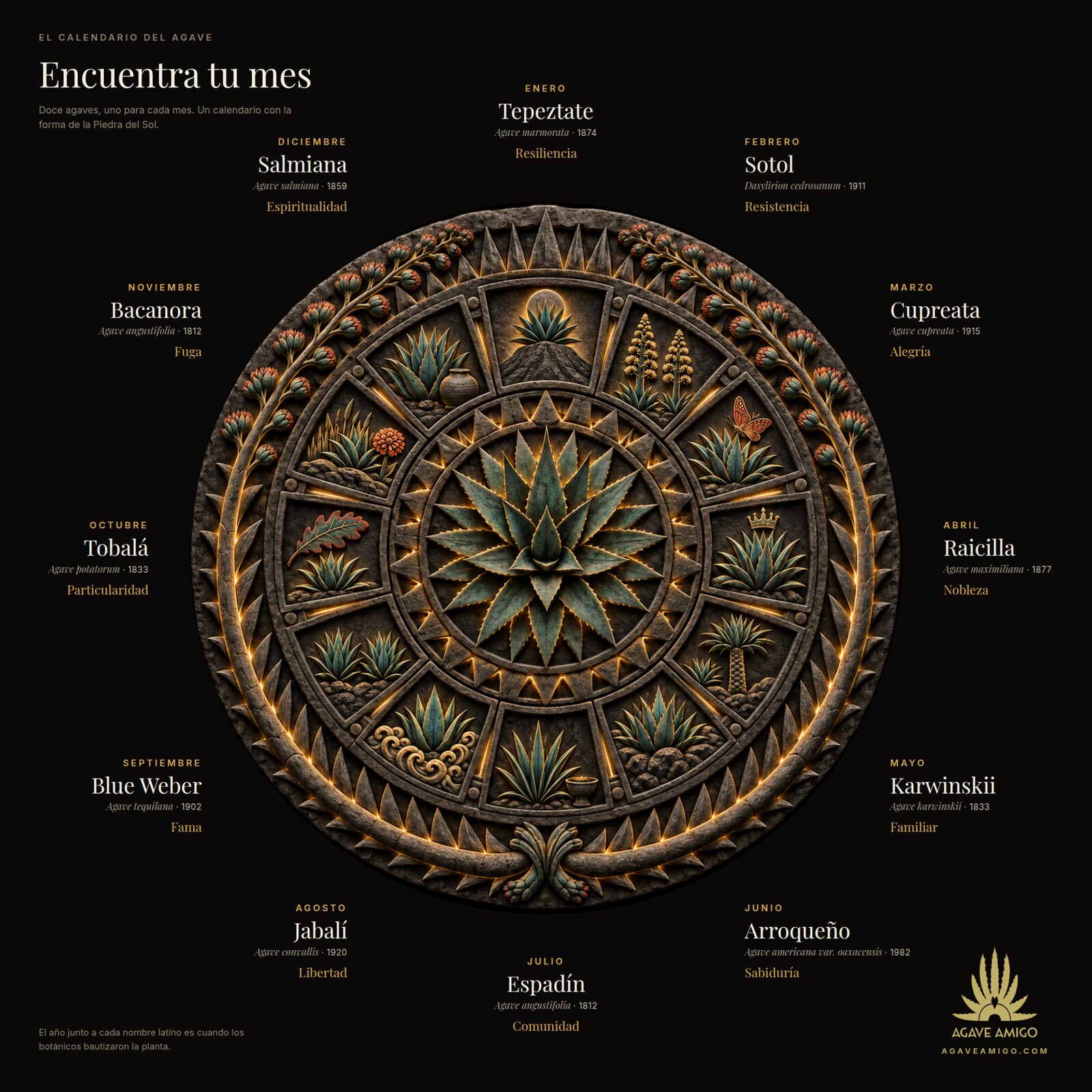 El Calendario del Agave: una rueda de piedra tallada con doce s&iacute;mbolos de agave, cada uno con su mes, planta, nombre en lat&iacute;n, a&ntilde;o en que lo nombraron y su personalidad.